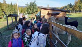 Czytaj więcej o: Wychowankowie Świetlicy na Wycieczce do Happy Alpaca