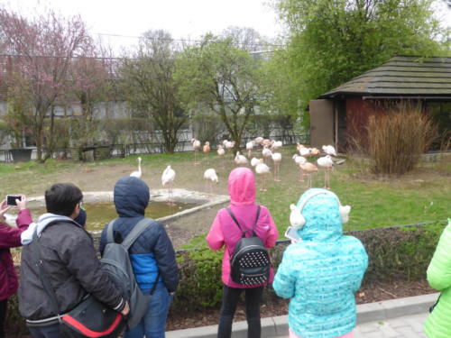 dzieci obserwujące flamingi