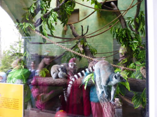 Lemury w zoo