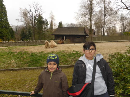 chłopcy na tle wybiegu wielbłąda w zoo