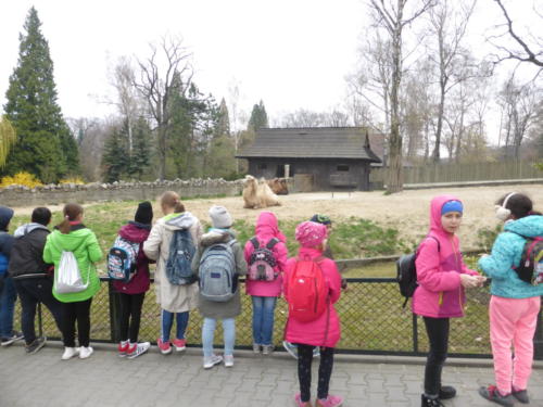  dzieci obserwujące wielbłądy