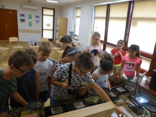 Dzieci oglądają okazy przyrodnicze w gablotach i terrariach 