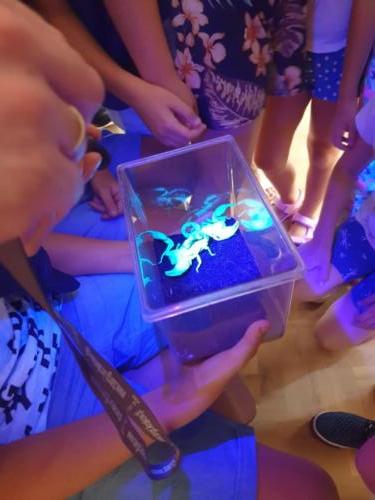 Dzieci oglądają skorpiony w ultrafiolecie
