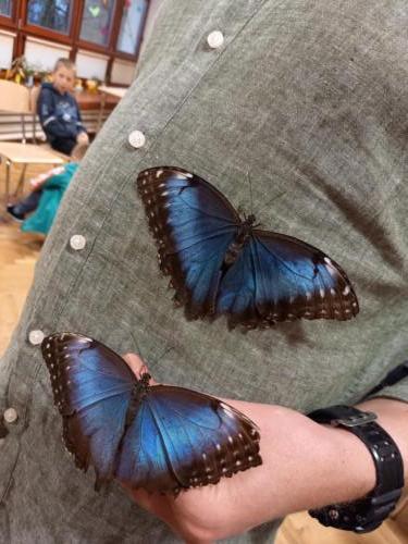 Dwa duże, niebiesko-czarne motyle siedzące na koszuli prowadzącego 